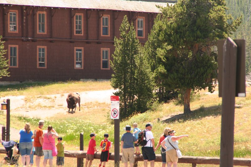 Trip (85).JPG - A buffalo outside the Yellowstone National Park Lodge